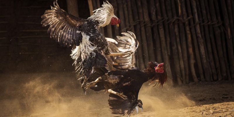 Những loại hình đá gà độc đáo tại sân chơi Hubet